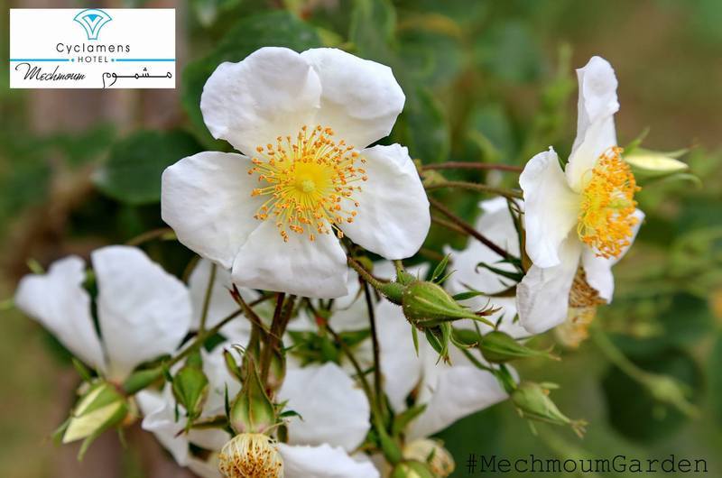 Cyclamens Mechmoum Hotel And Spa Χαμμαμέτ Εξωτερικό φωτογραφία