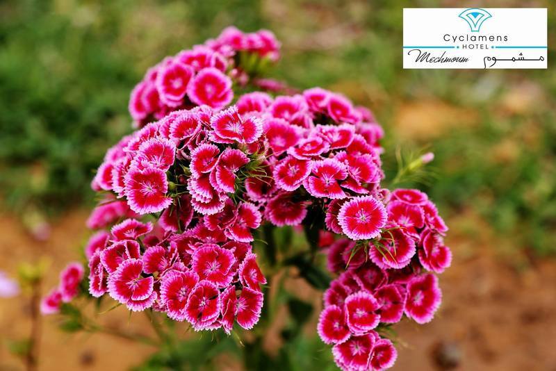 Cyclamens Mechmoum Hotel And Spa Χαμμαμέτ Εξωτερικό φωτογραφία